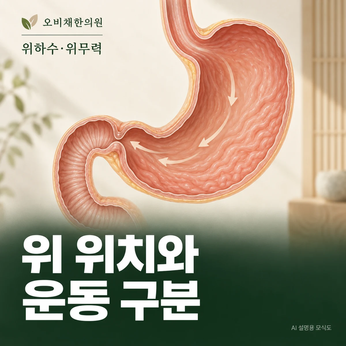 목동 위하수·위무력 원인과 구분 · 위 위치와 배출 기능