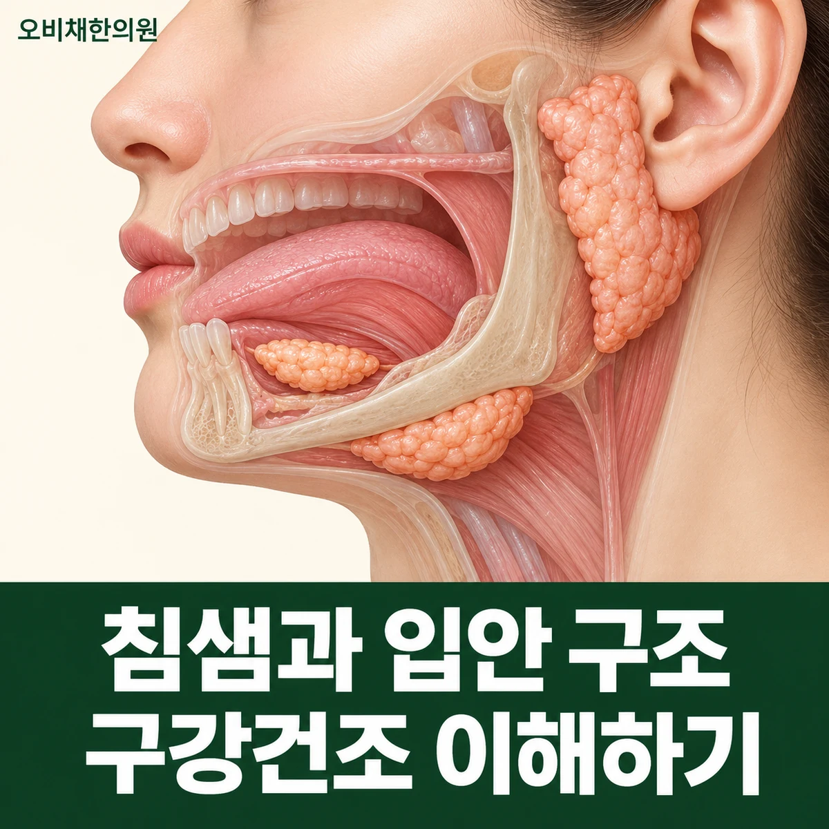 목동 구강건조증 원인과 구분 · 약물·구강호흡·질환 맥락