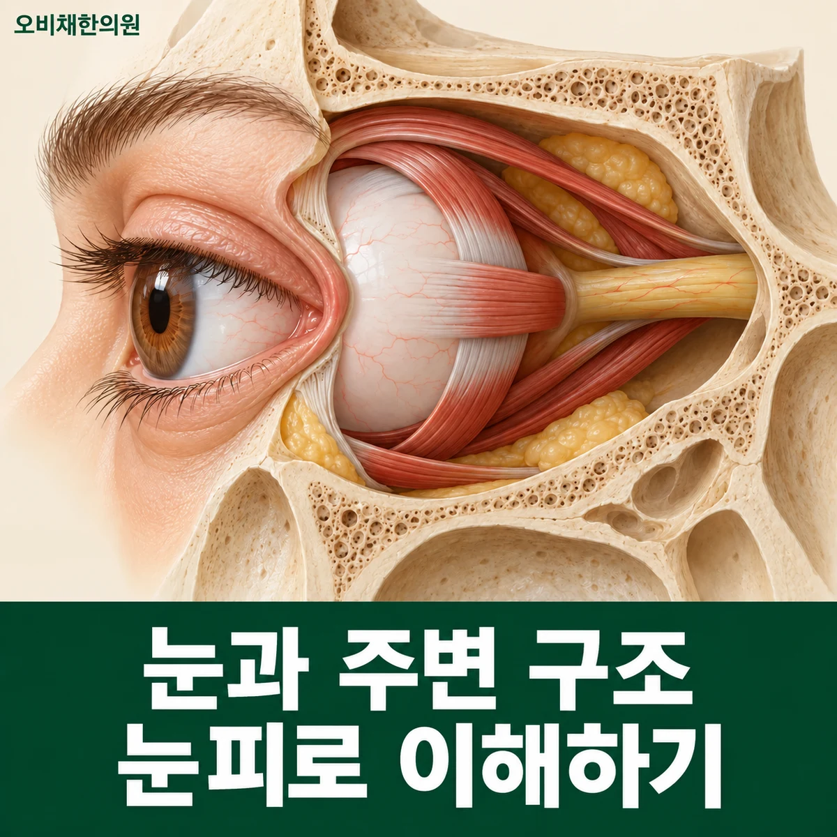 목동 눈피로 원인과 구분 · 건조·굴절·작업 환경 구분