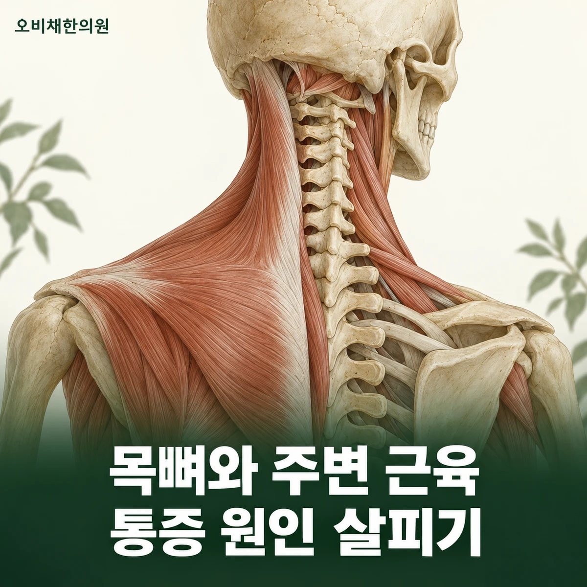 목동 목어깨통증 원인과 구분 · 근육 긴장과 팔 신경 증상 구분