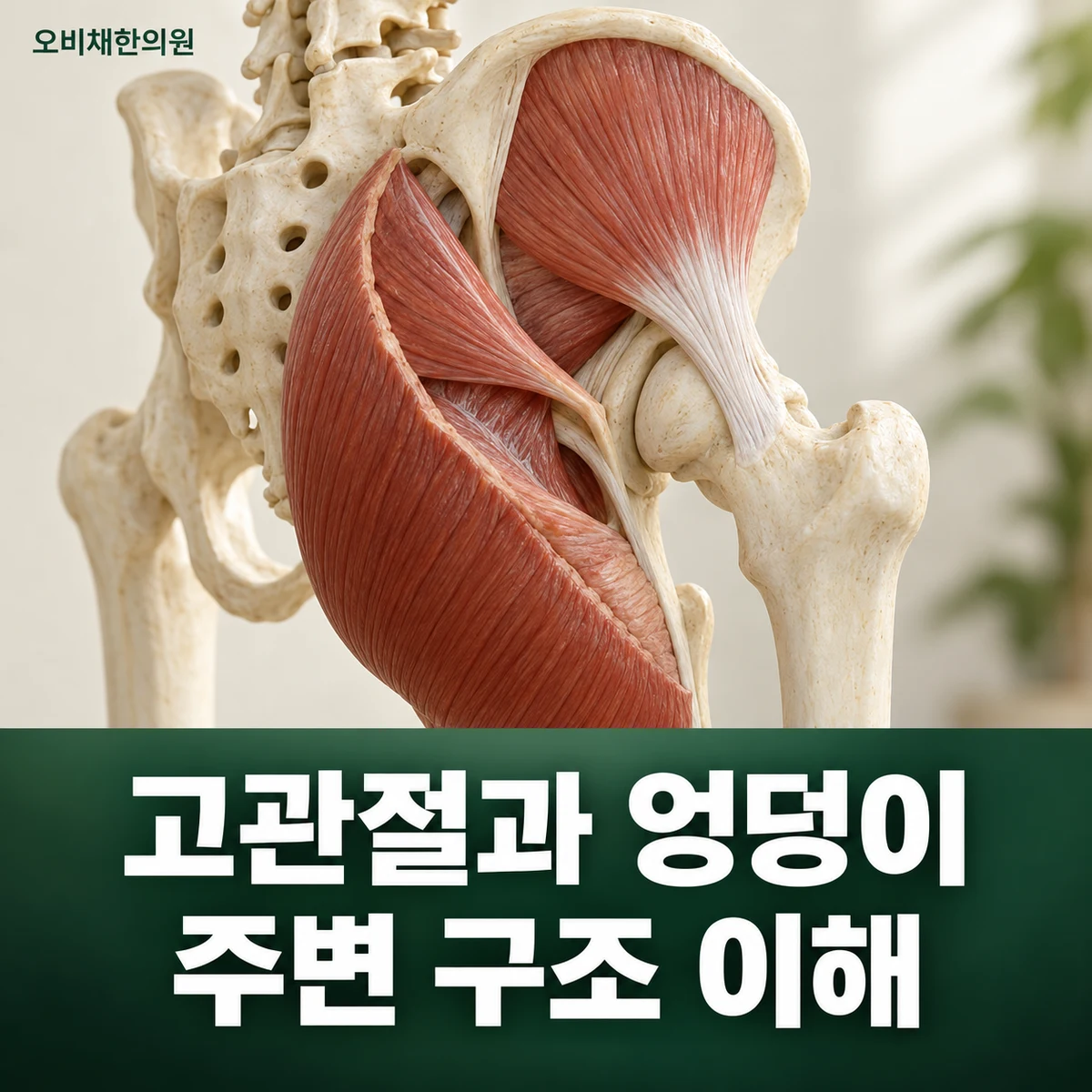 목동 엉덩이통증 원인과 구분 · 고관절·허리·주변 조직