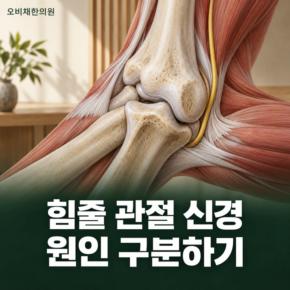 목동 팔꿈치통증 원인과 구분 · 힘줄·관절·신경의 차이