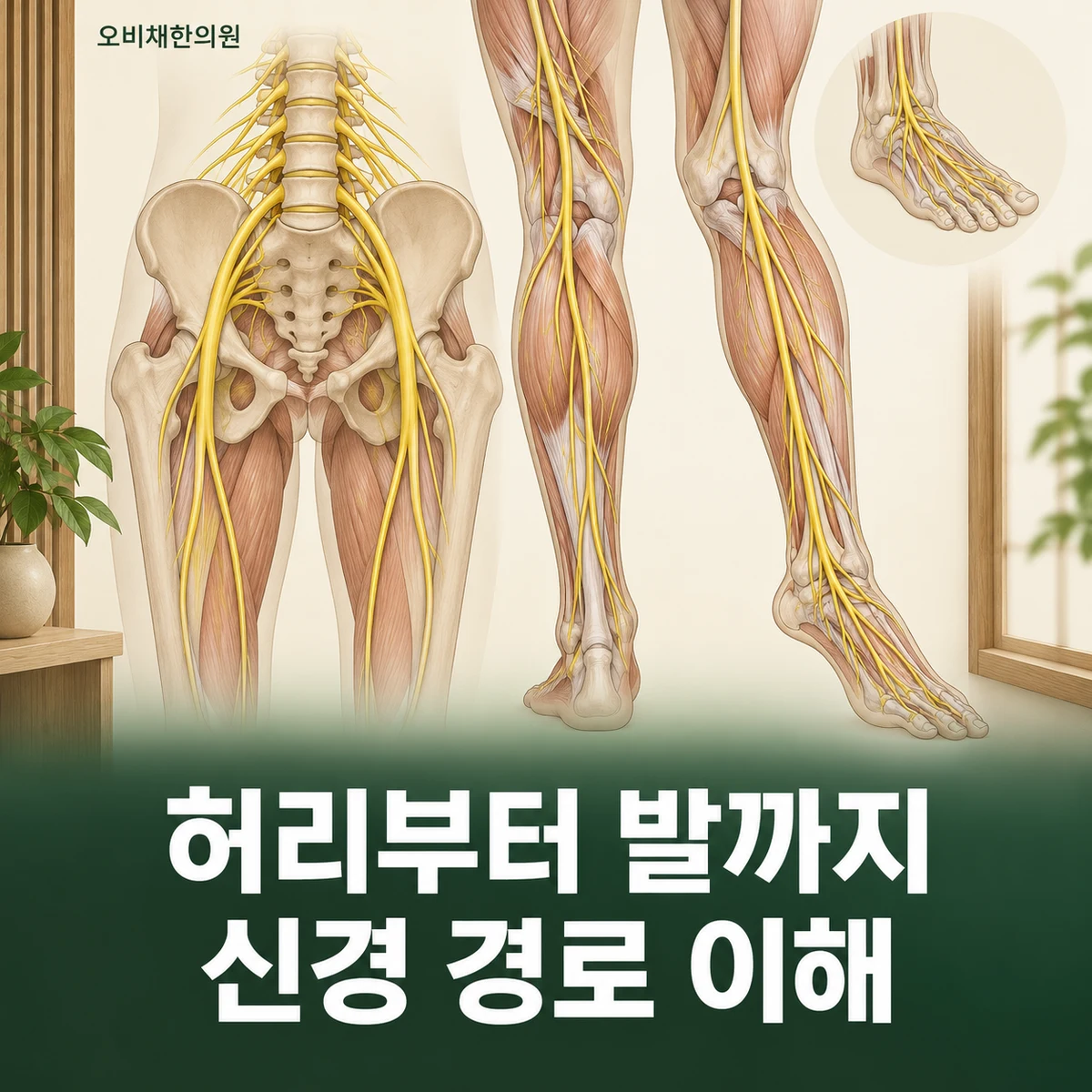 목동 발저림 원인과 구분 · 허리와 말초신경·전신 원인