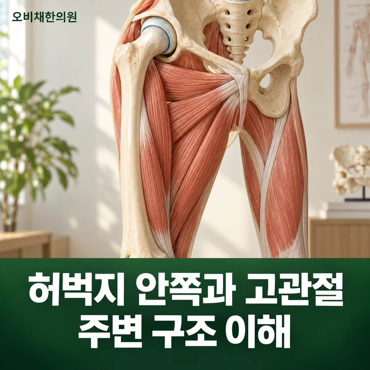 목동 서혜부통증 원인과 구분 · 내전근과 고관절 주변