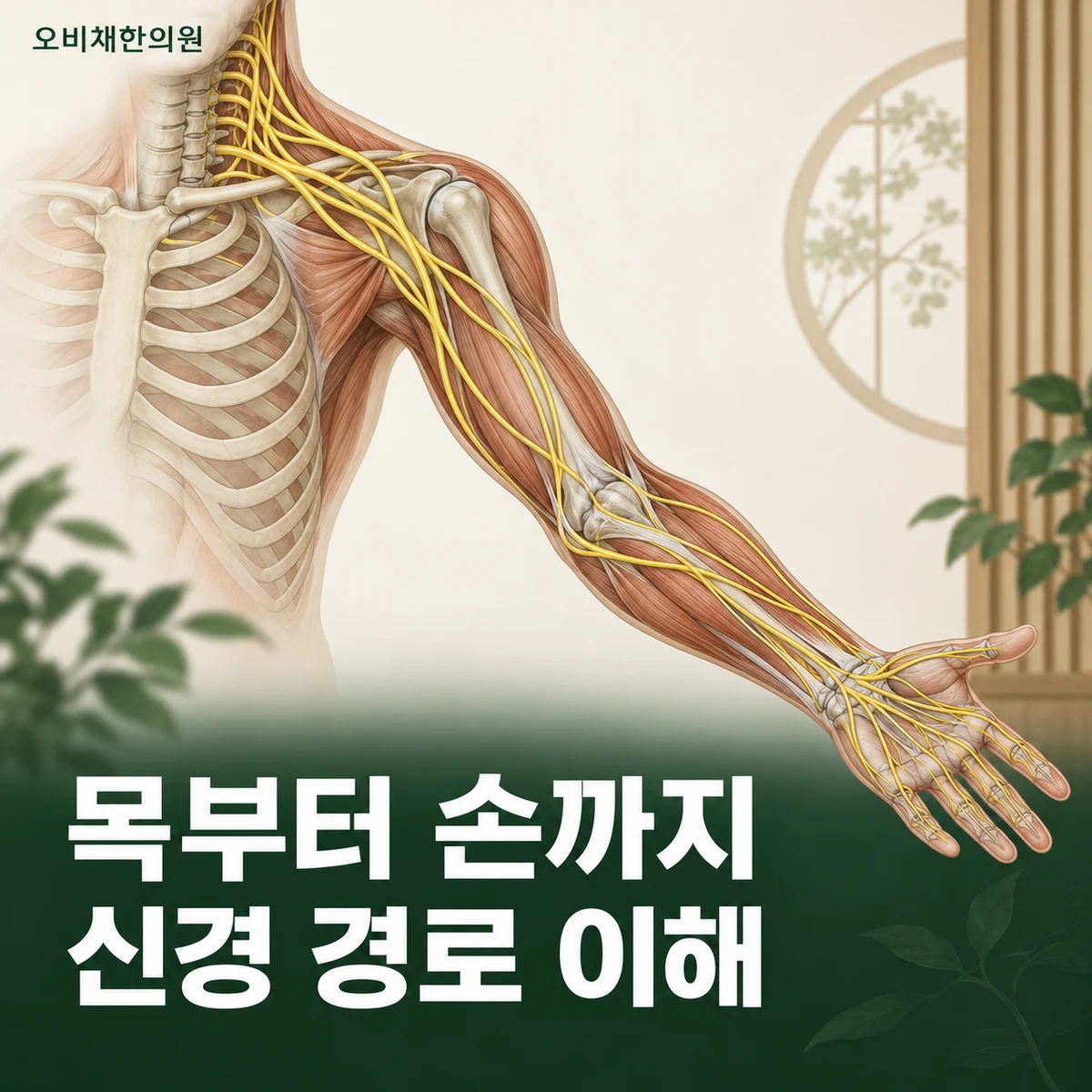 목동 손저림 원인과 구분 · 목과 말초신경의 연결
