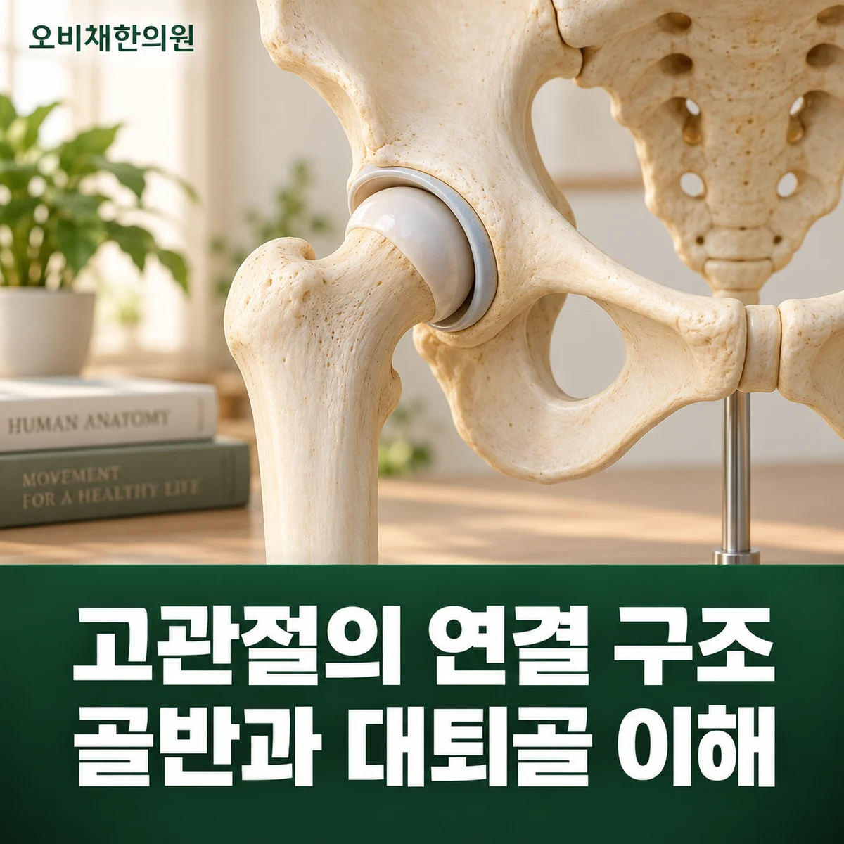 목동 고관절통증 원인과 구분 · 대퇴골두·골반 관절 구조