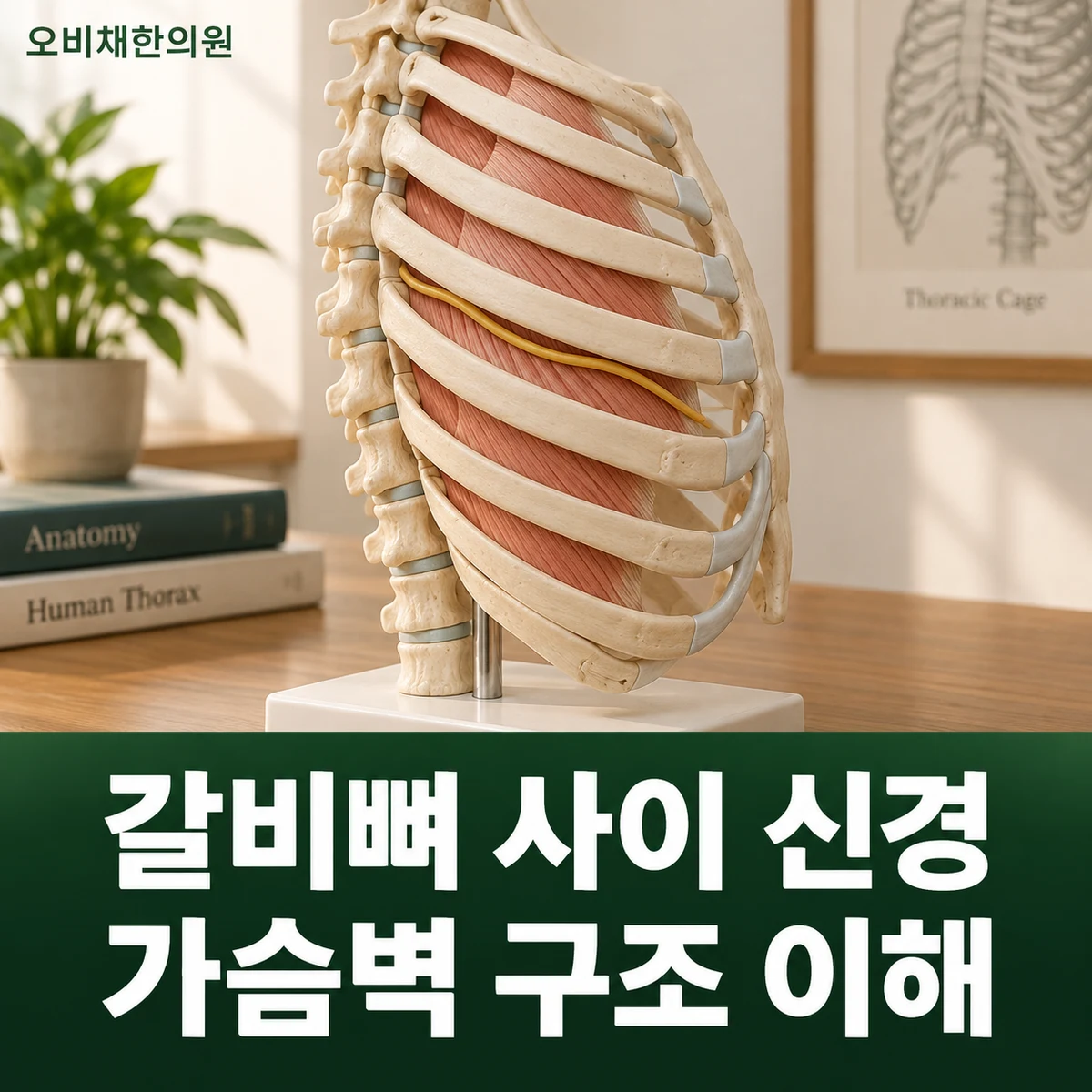목동 늑간신경통 원인과 구분 · 갈비뼈 사이 신경 · 가슴벽 구조 이해