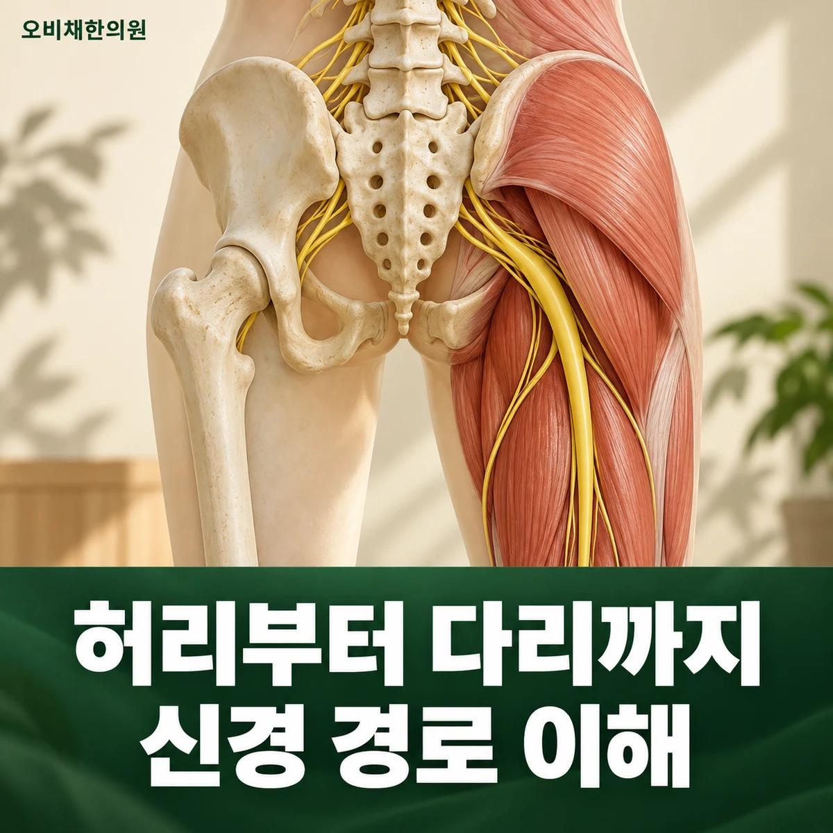 목동 다리저림 원인과 구분 · 신경뿌리와 말초신경