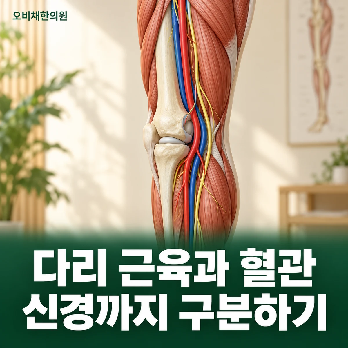 목동 다리통증 원인과 구분 · 근육·신경·혈관
