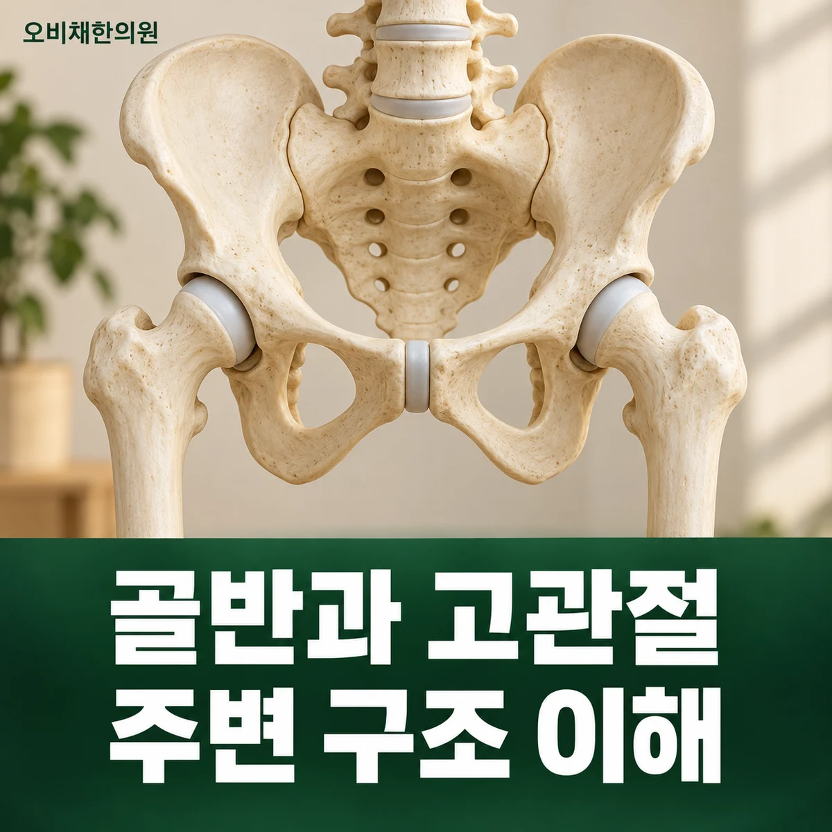목동 골반교정 원인과 구분 · 골반과 고관절 구조