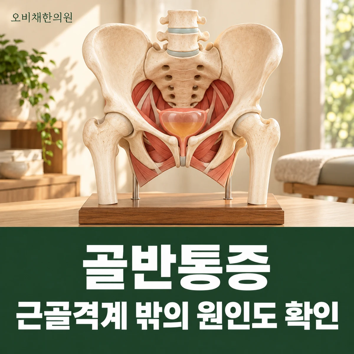 목동 골반통증 원인과 구분 · 근골격계 밖의 원인도 확인