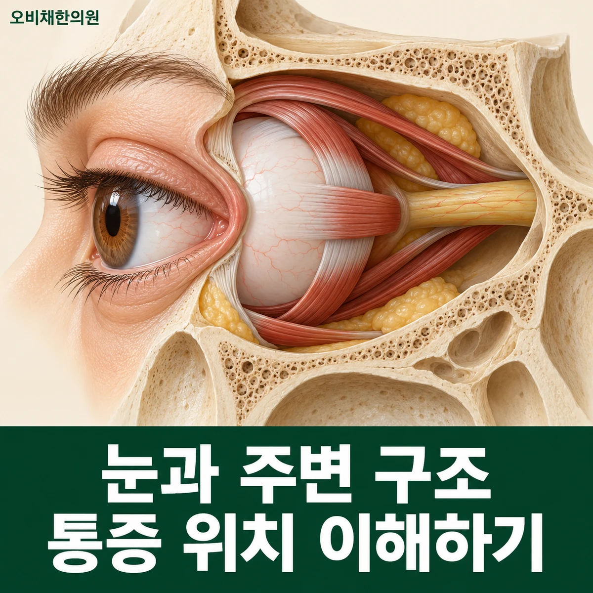 목동 눈주위통증 원인과 구분 · 안구·안와와 주변 통증 구분