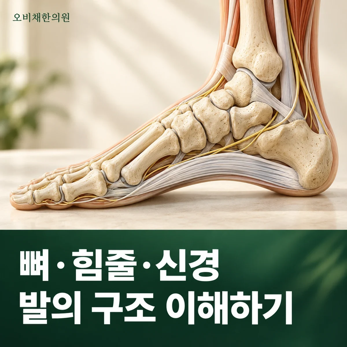 목동 후경골근건염 원인과 구분 · 발 안쪽 구조와 힘줄 역할