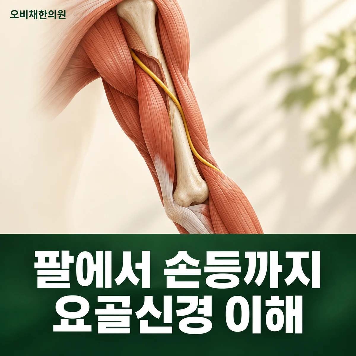 목동 요골신경마비 원인과 구분 · 요골신경의 경로