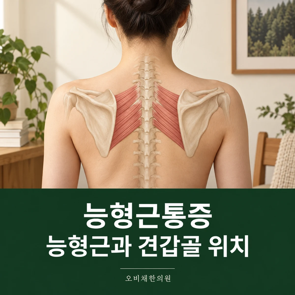 목동 능형근통증 원인과 구분 · 능형근과 견갑골 위치