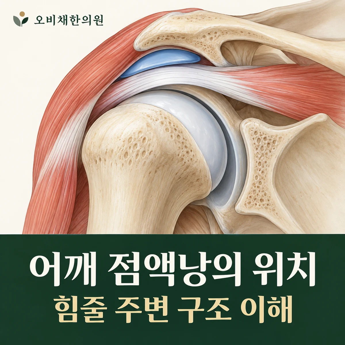 목동 어깨점액낭염 원인과 구분 · 견봉 아래 점액낭과 회전근개 힘줄