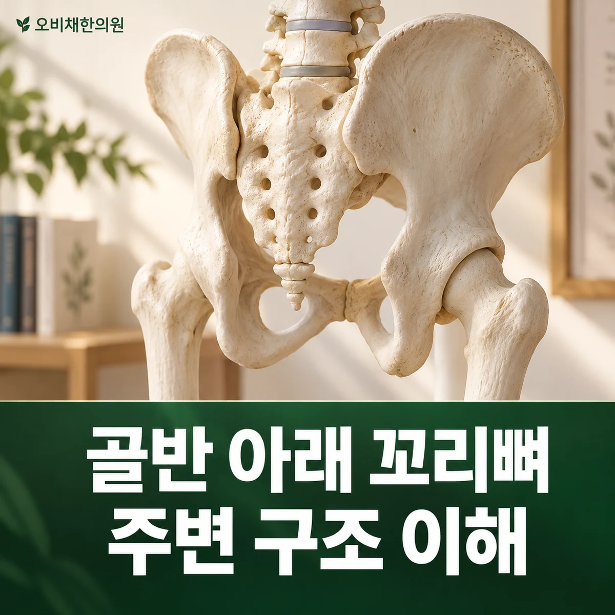 목동 꼬리뼈통증 원인과 구분 · 골반 아래 꼬리뼈 · 주변 구조 이해