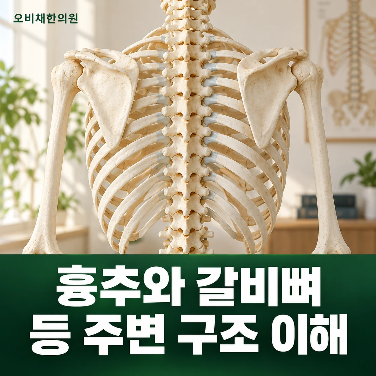 목동 담결림·등통증 원인과 구분 · 흉추·갈비뼈·주변 근육