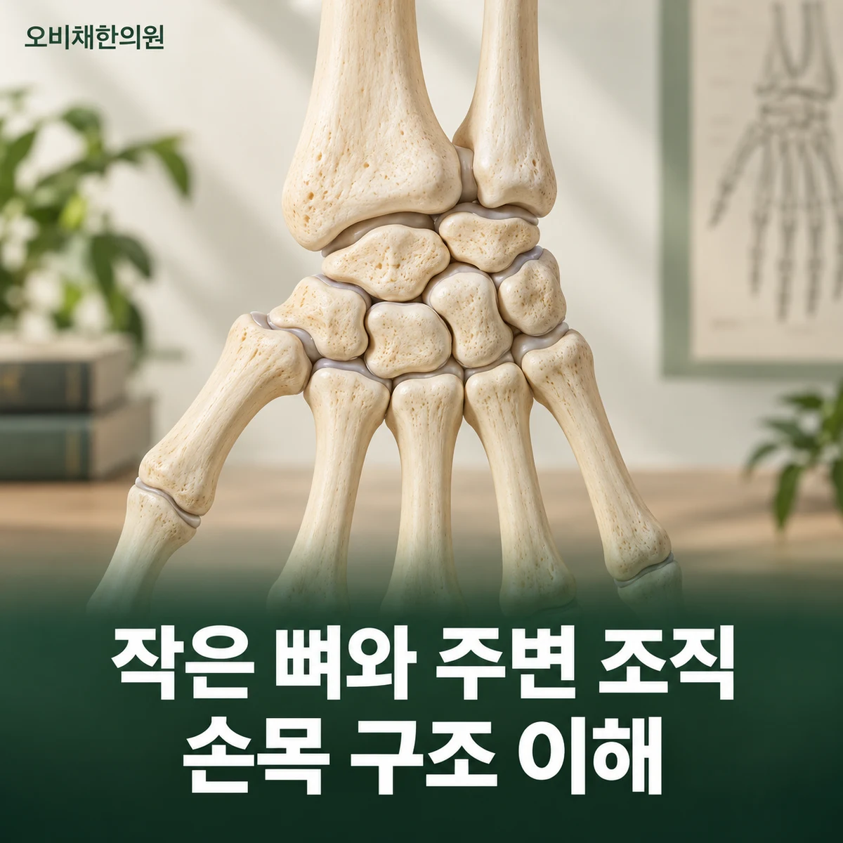 목동 손목통증 원인과 구분 · 뼈·힘줄·인대·신경